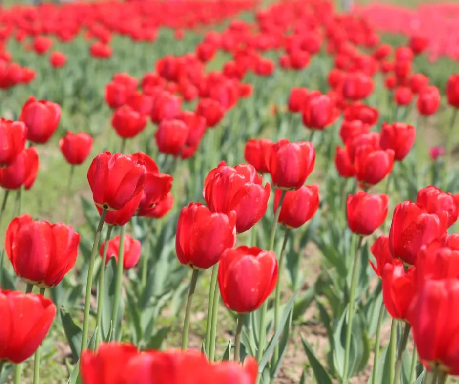 Tulip Garden Kashmir
