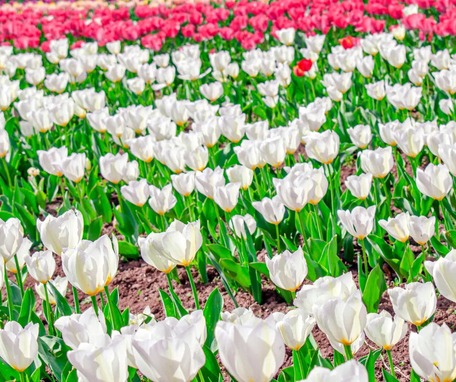 Tulip Garden Kashmir