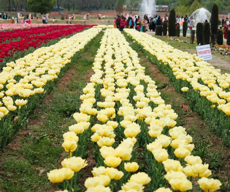 Tulip Garden Kashmir
