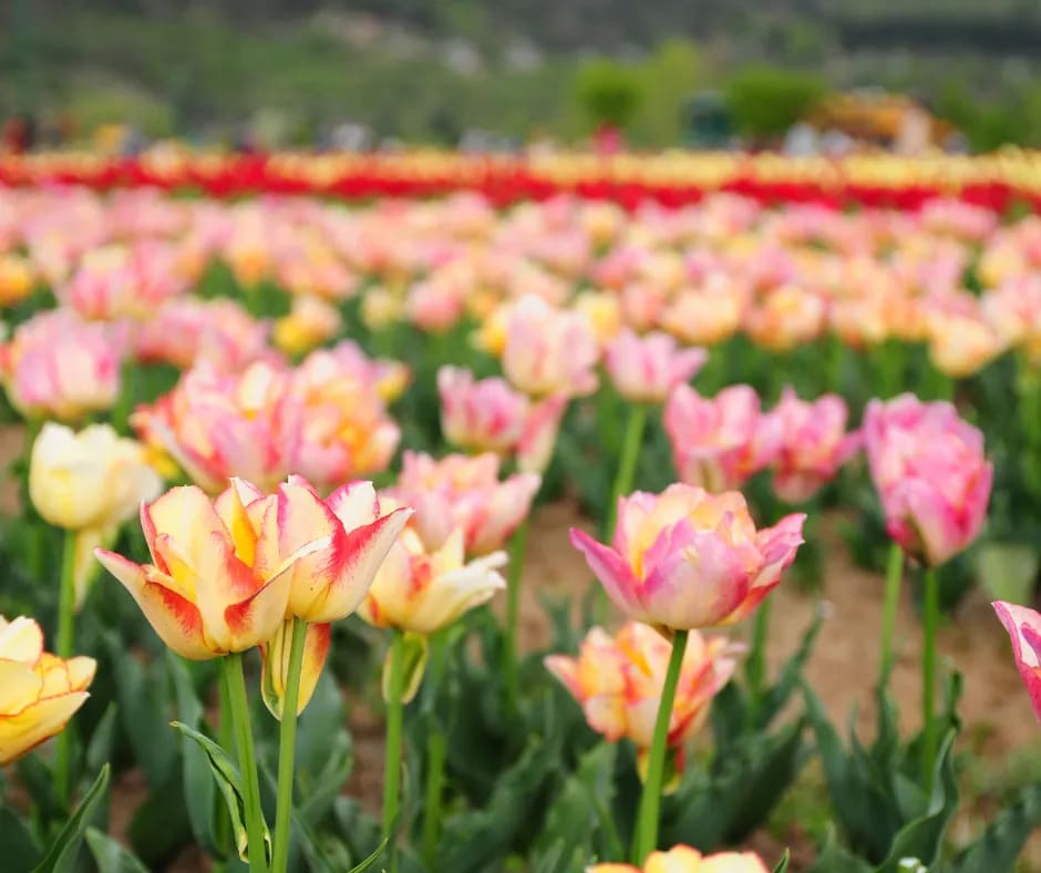 Tulip Garden Kashmir