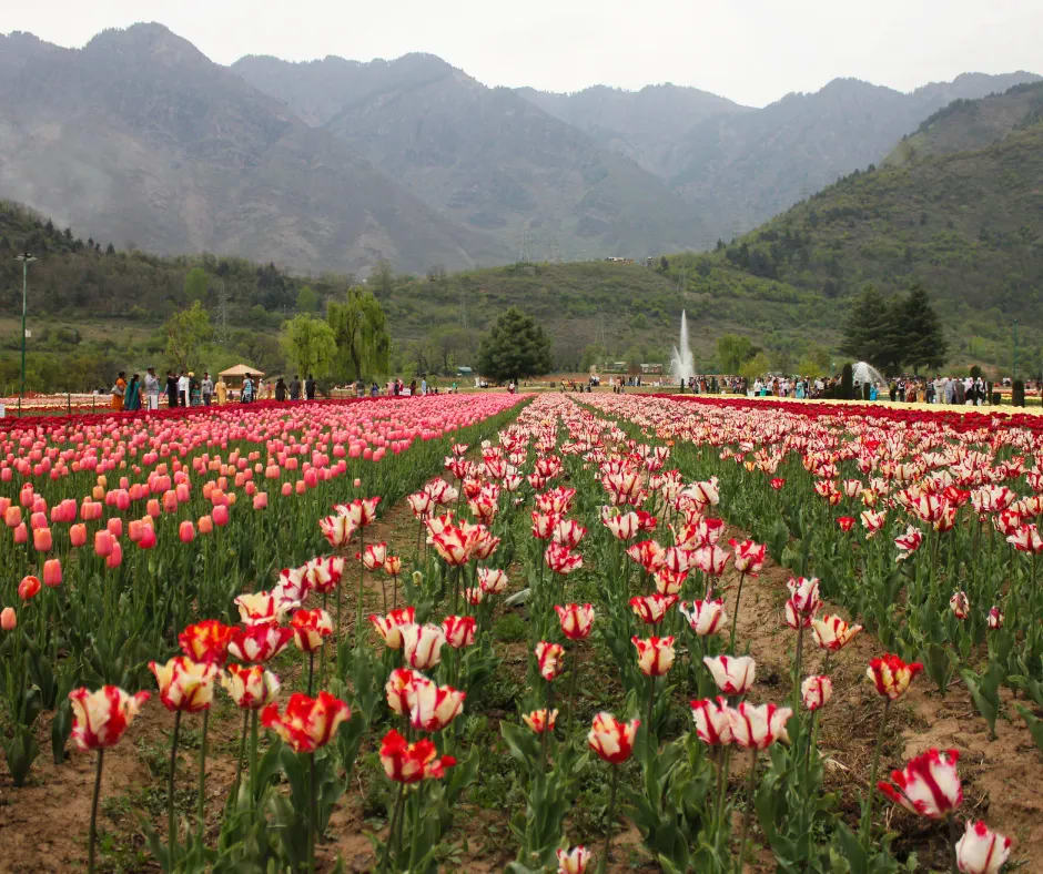 Tulip Garden Kashmir