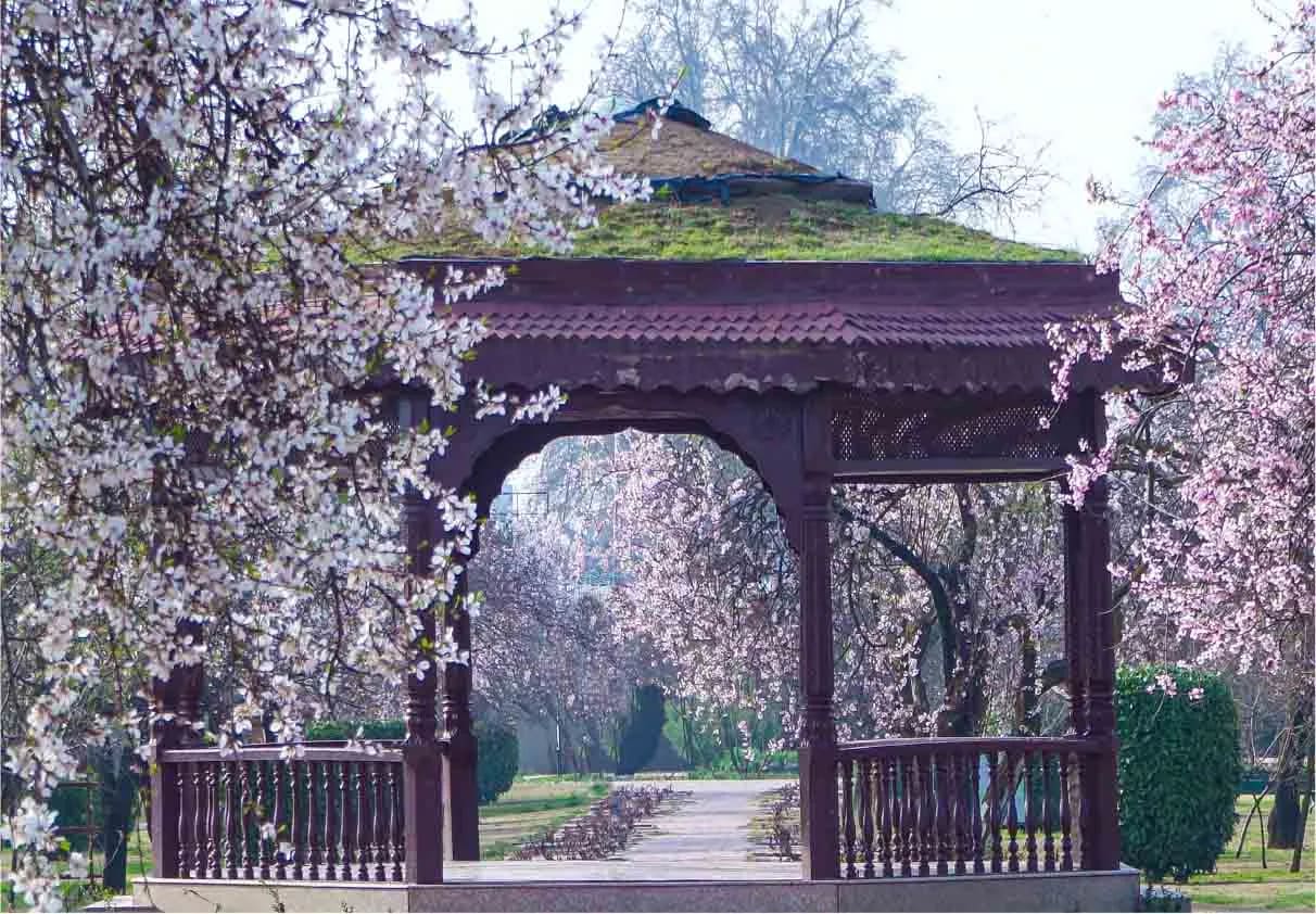 badamwari garden spring bloom kashmir