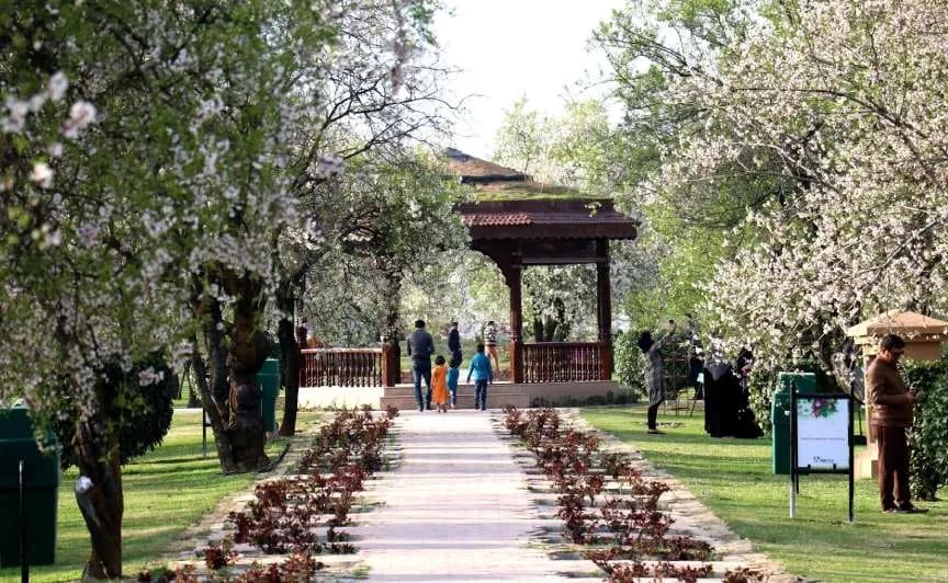 badamwari garden spring bloom kashmir