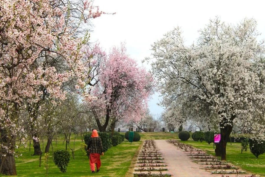 badamwari garden spring bloom kashmir