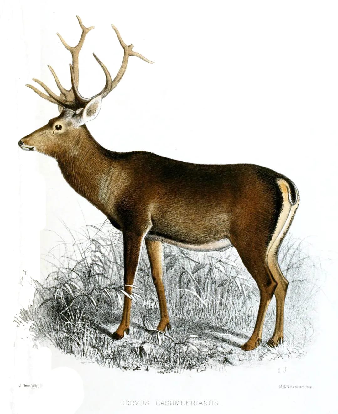 Kashmir Stag