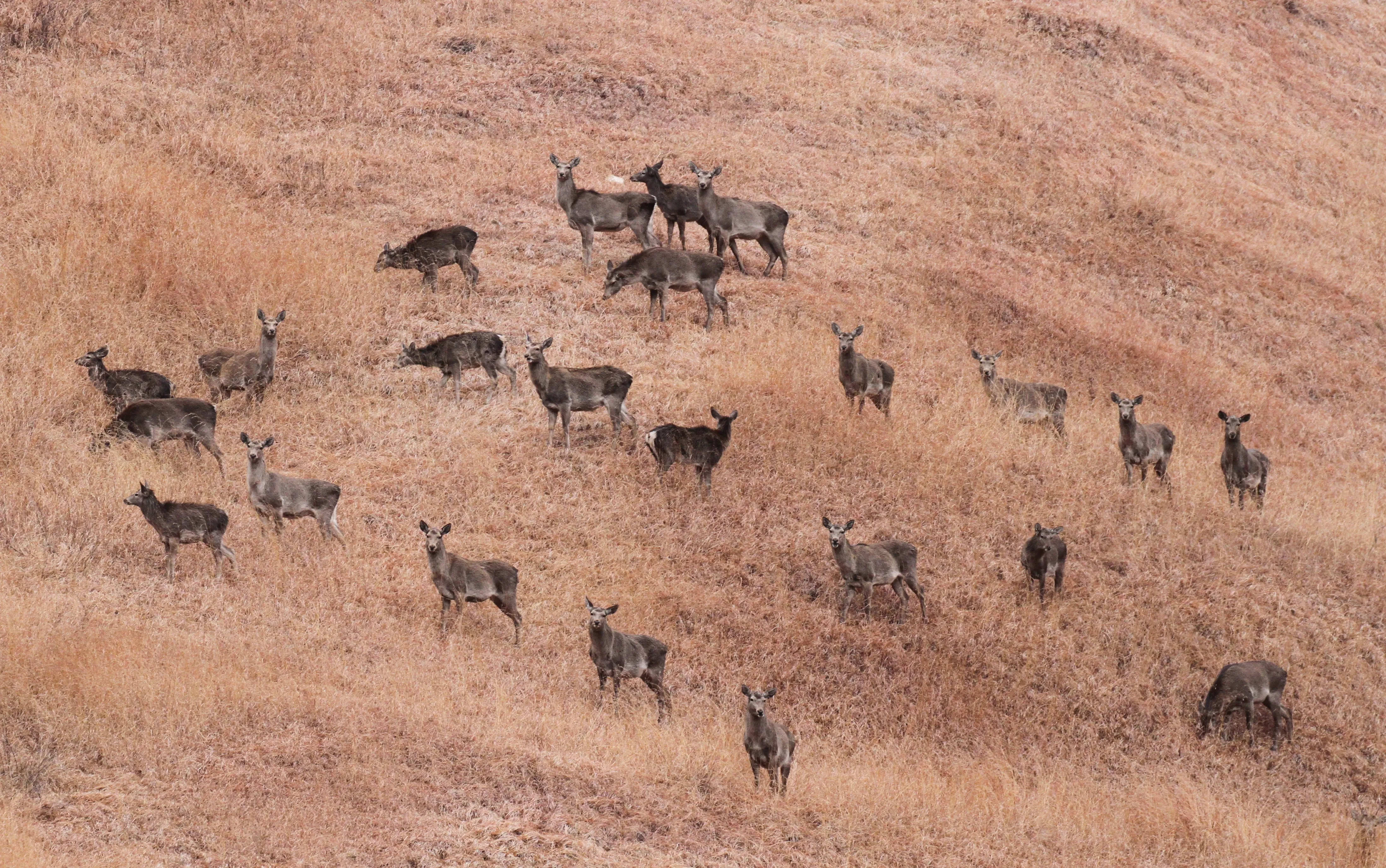 Kashmir Stag