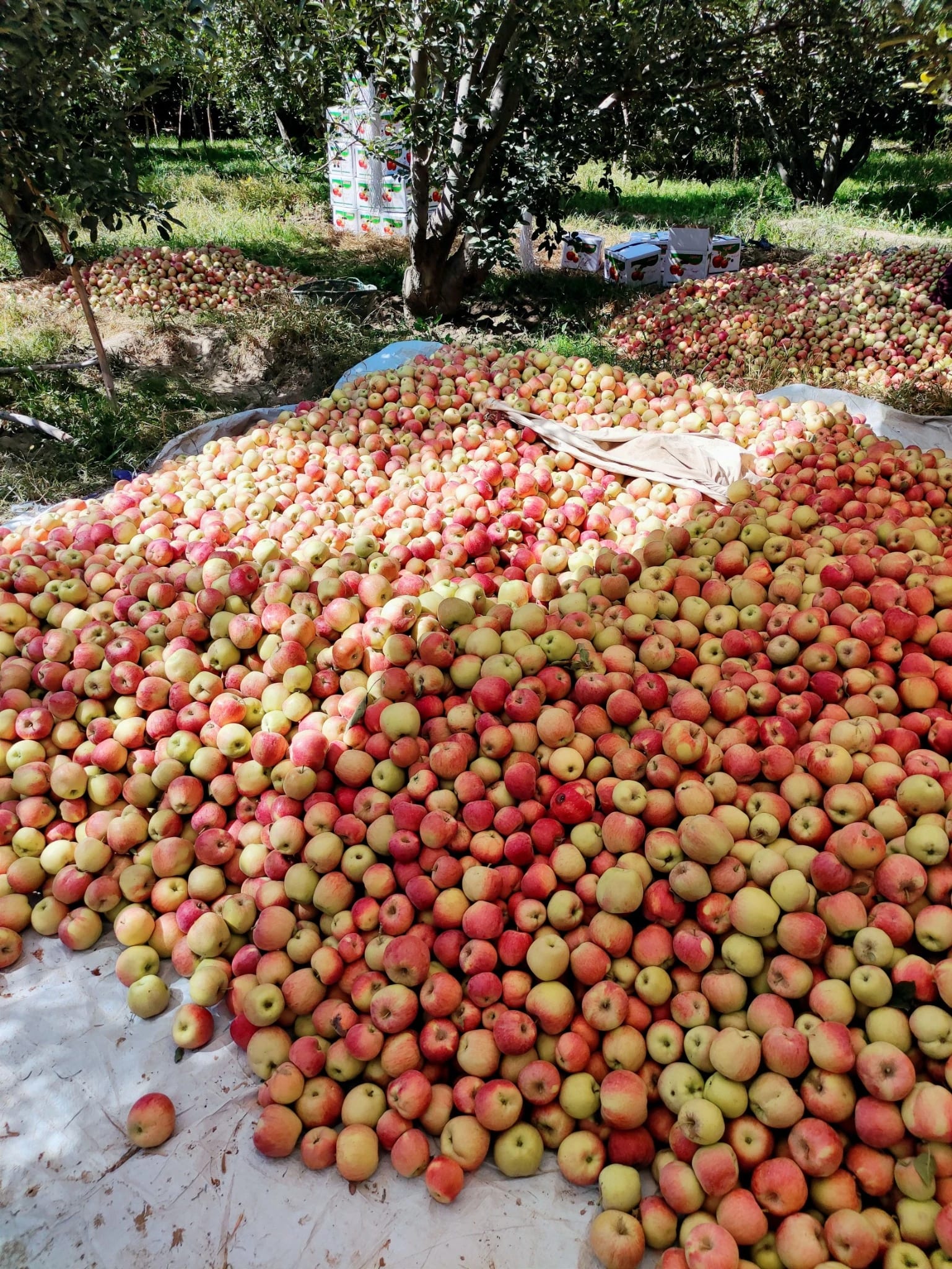 Apple Season in Kashmir