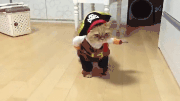 Katze als Piraten verkleidet