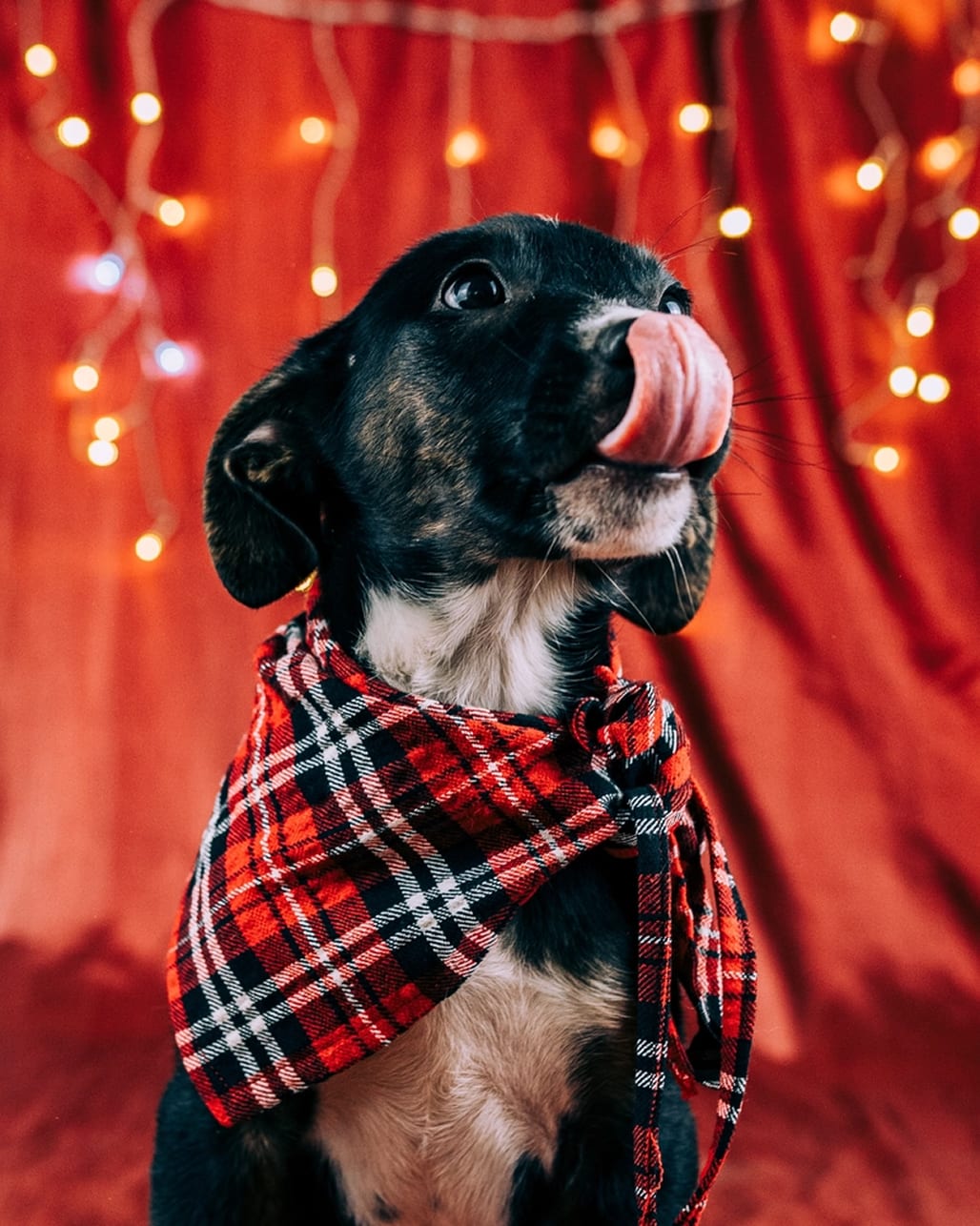 Fotografia de animal para adoção na campanha de Natal da Empatinhas