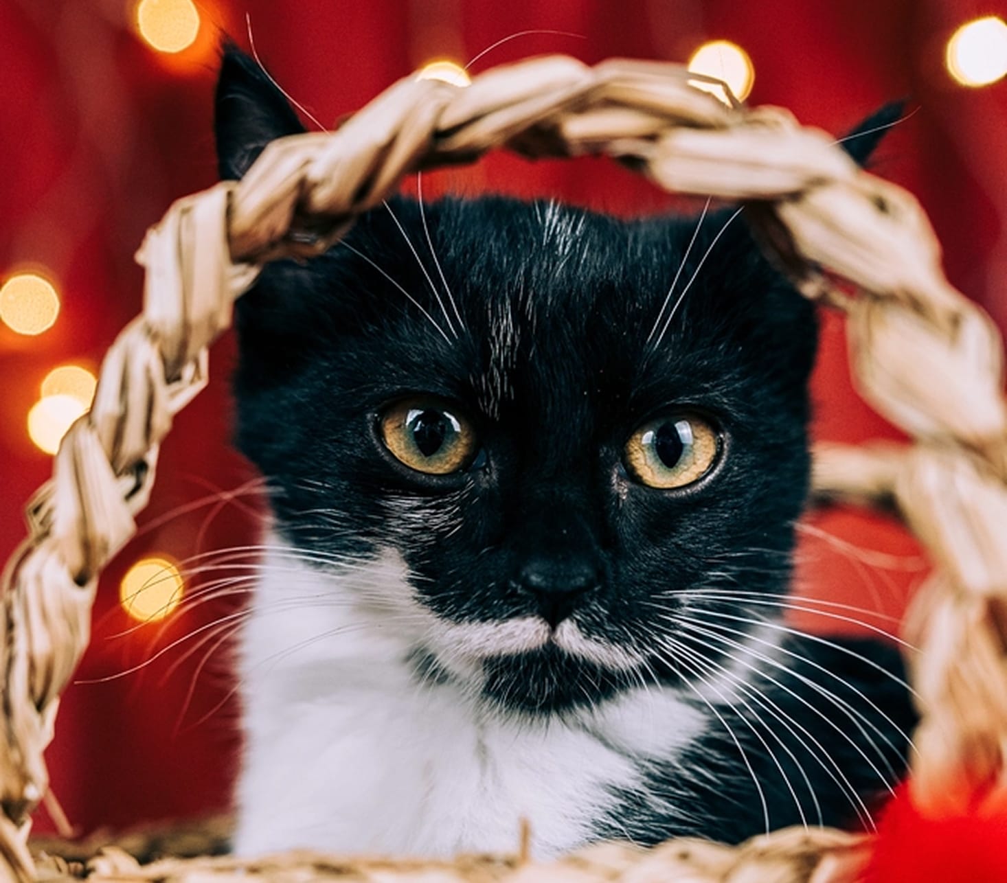 Fotografia de animal para adoção na campanha de Natal da Empatinhas