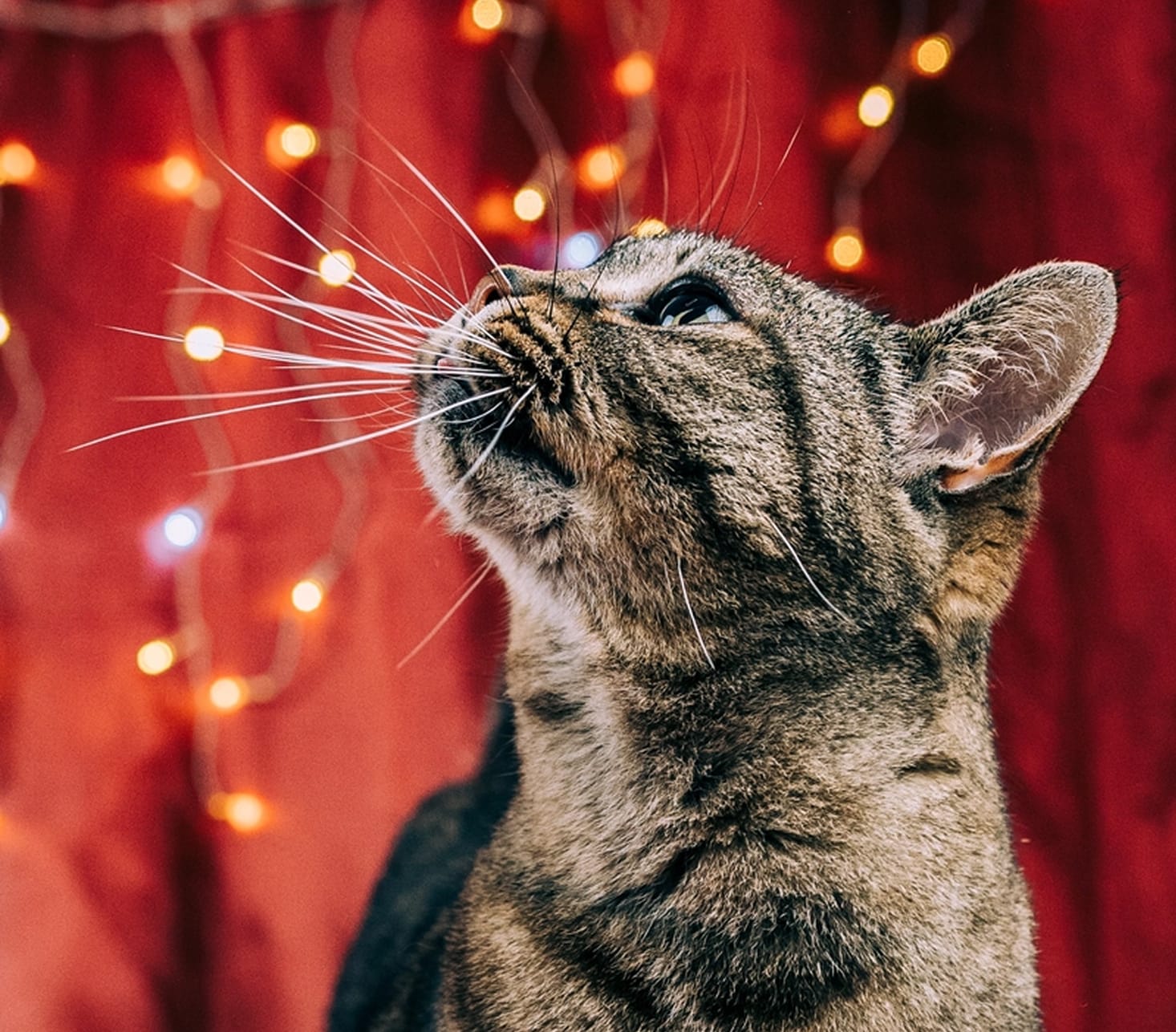Fotografia de animal para adoção na campanha de Natal da Empatinhas