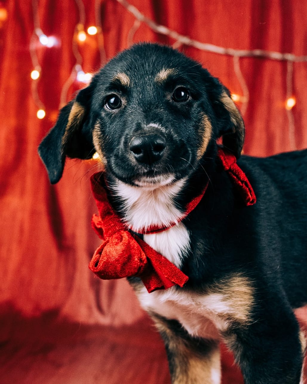 Fotografia de animal para adoção na campanha de Natal da Empatinhas