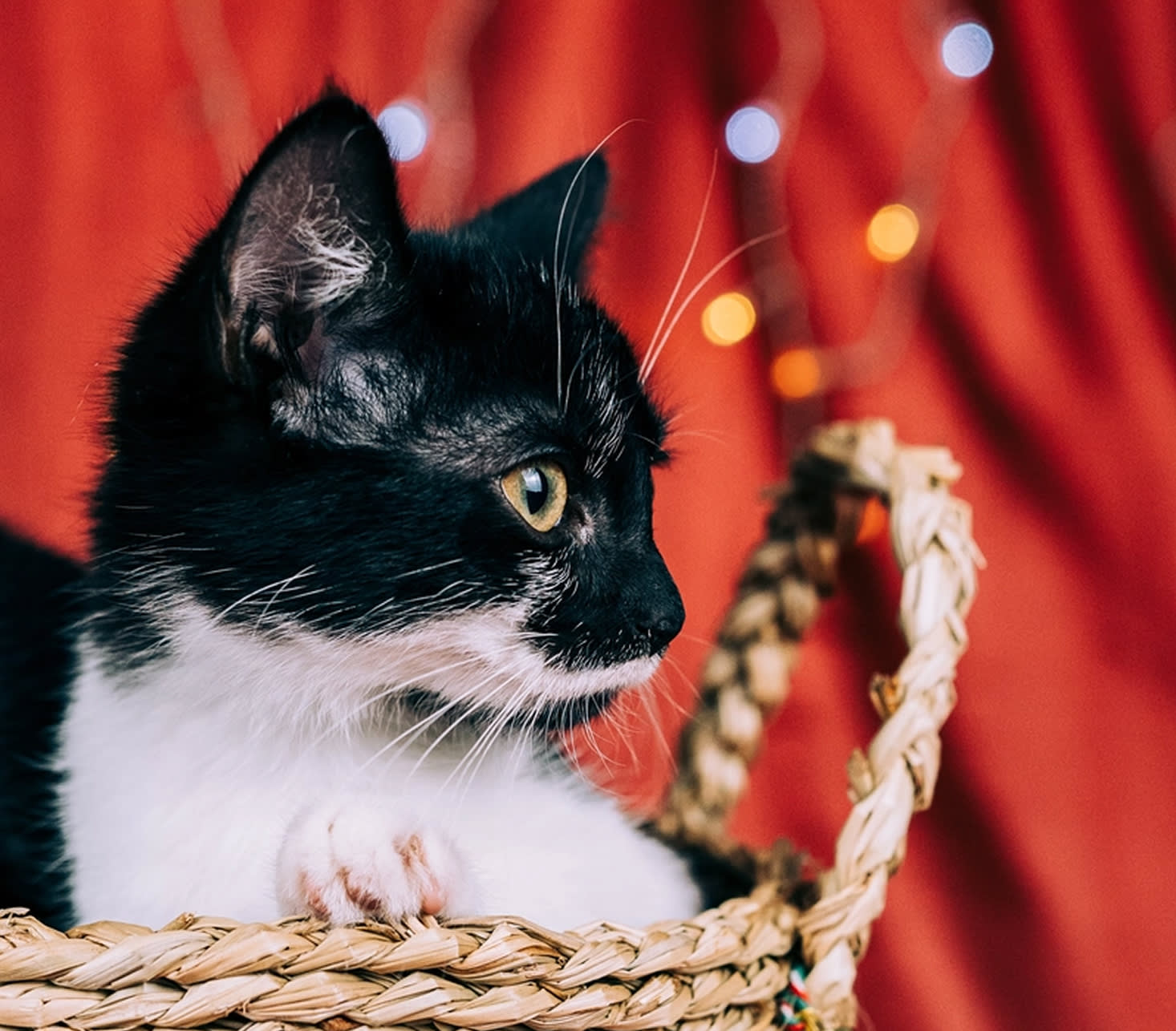 Fotografia de animal para adoção na campanha de Natal da Empatinhas