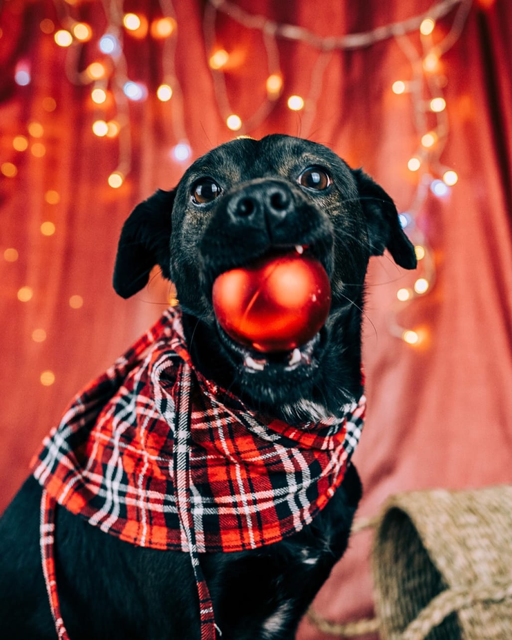 Fotografia de animal para adoção na campanha de Natal da Empatinhas