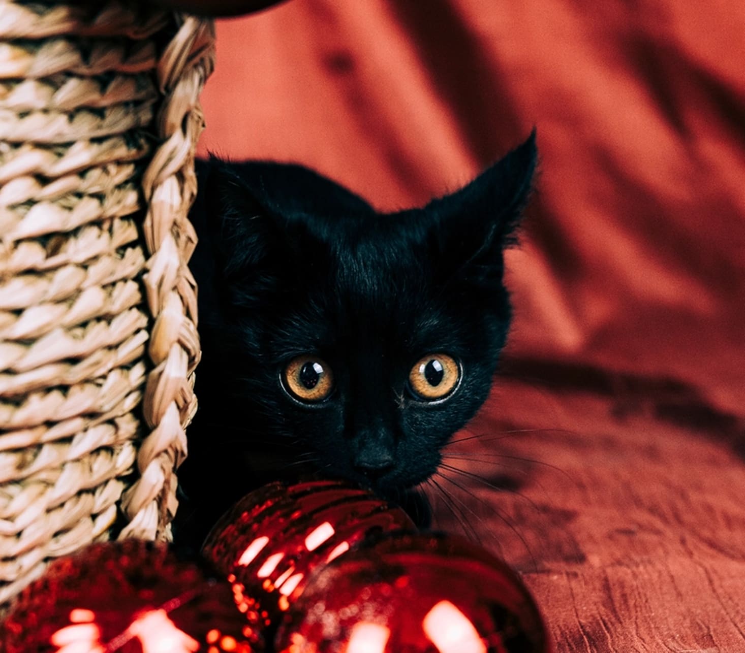 Fotografia de animal para adoção na campanha de Natal da Empatinhas