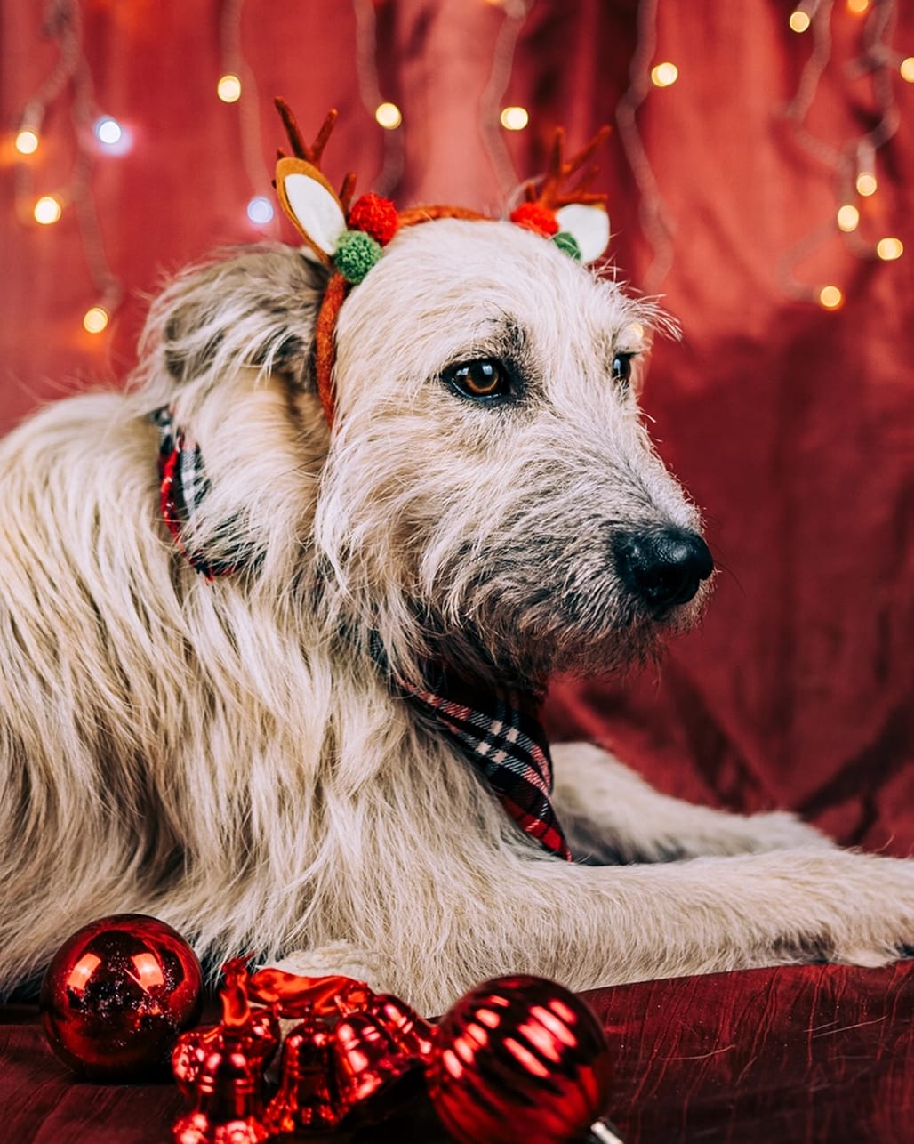 Fotografia de animal para adoção na campanha de Natal da Empatinhas