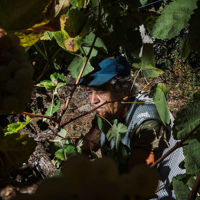 Detalhe da vinha ELA Vinhos