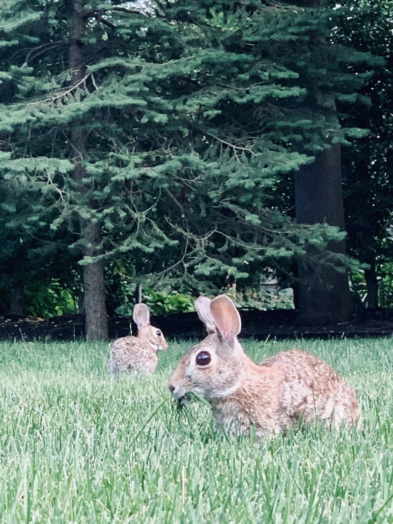 Animals