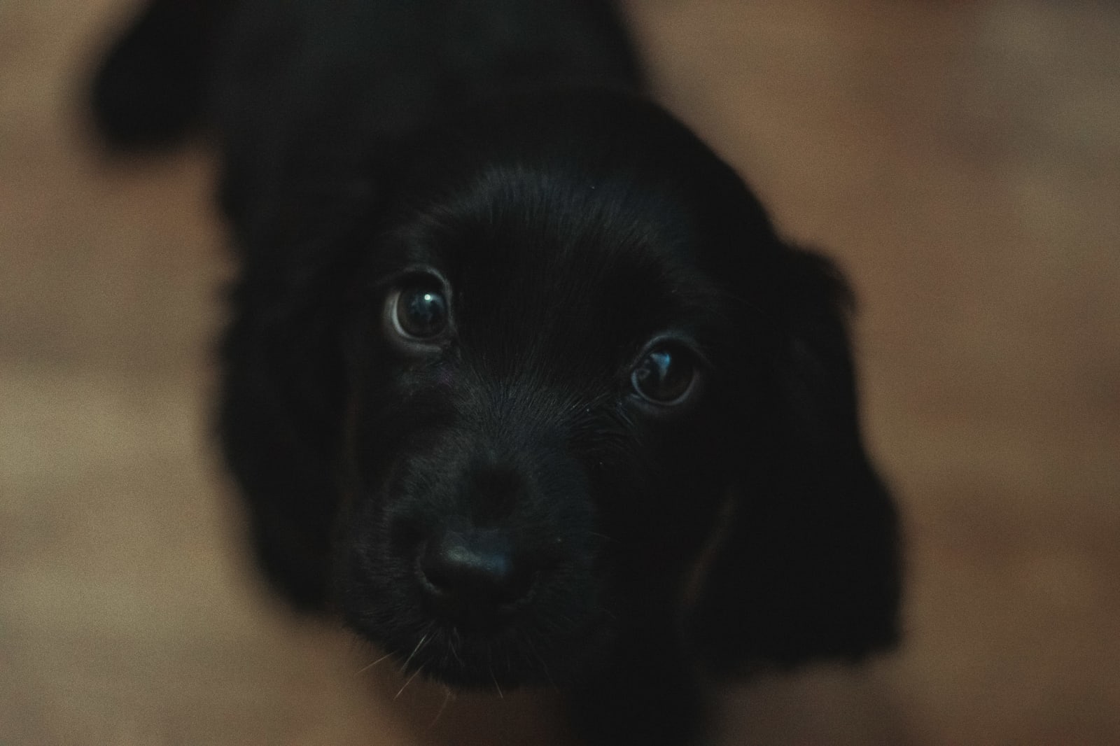 Pet Photogrpahy Is Hard But Rewarding