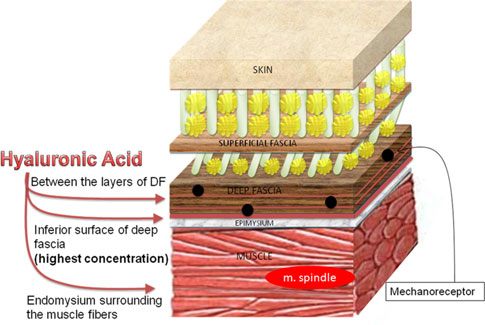 fascia-manipulation