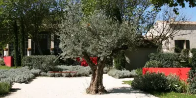 Un jardin de sieste sous les oliviers