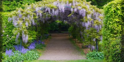 Un jardin de lecture sous la glycine