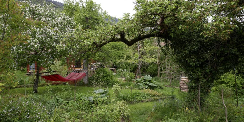 Un jardin sauvage au bord de la forêt