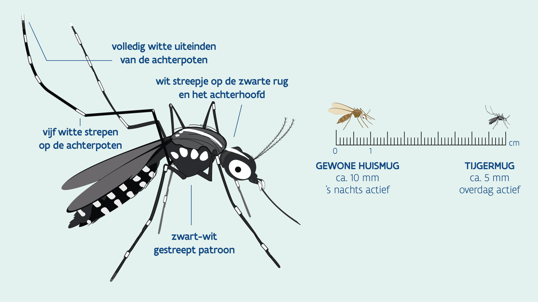 Hoe herken je een tijgermug?