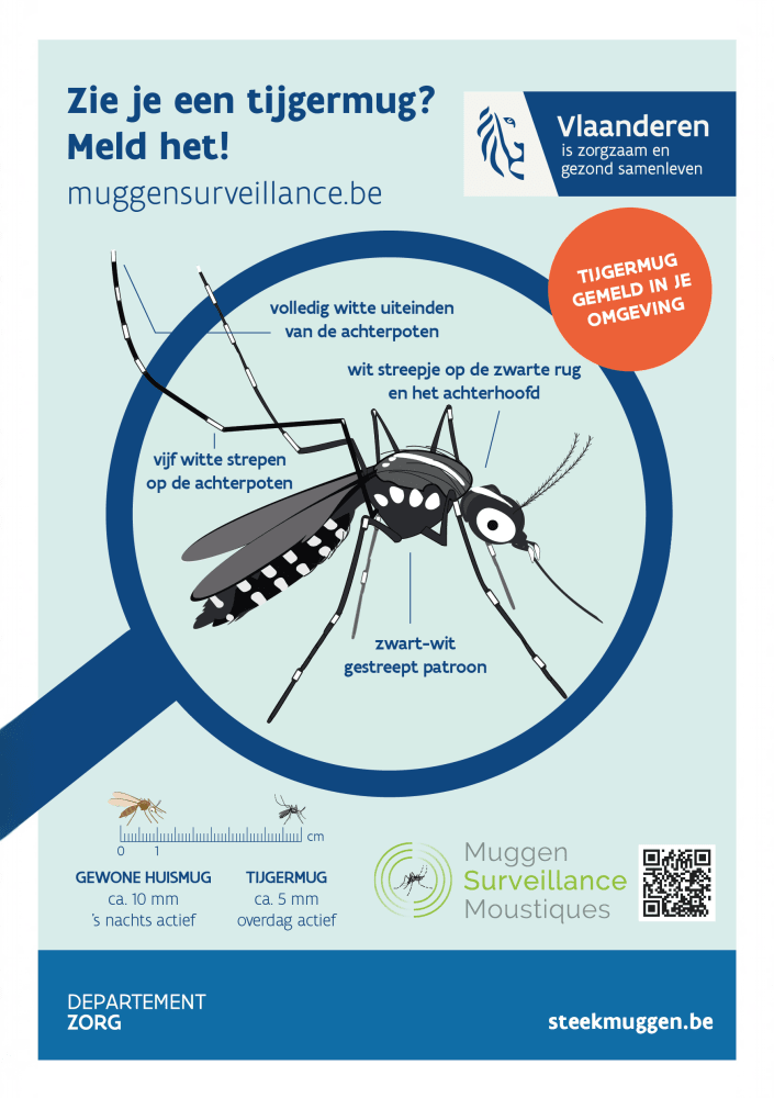 Flyer Zie je een tijgermug? Meld het! - voorkant