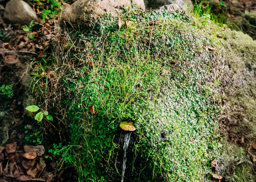 Waterbron in het bos