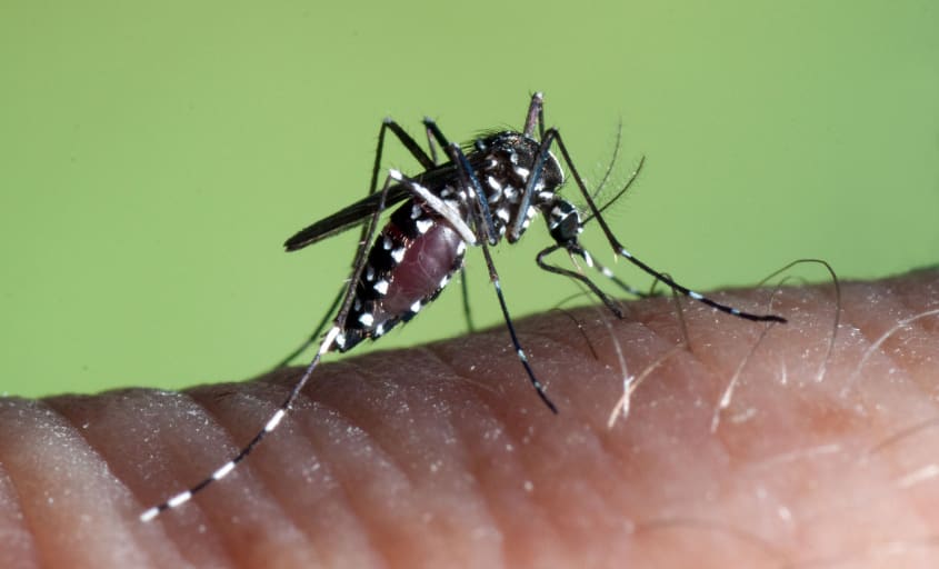 Aedes Albopictus