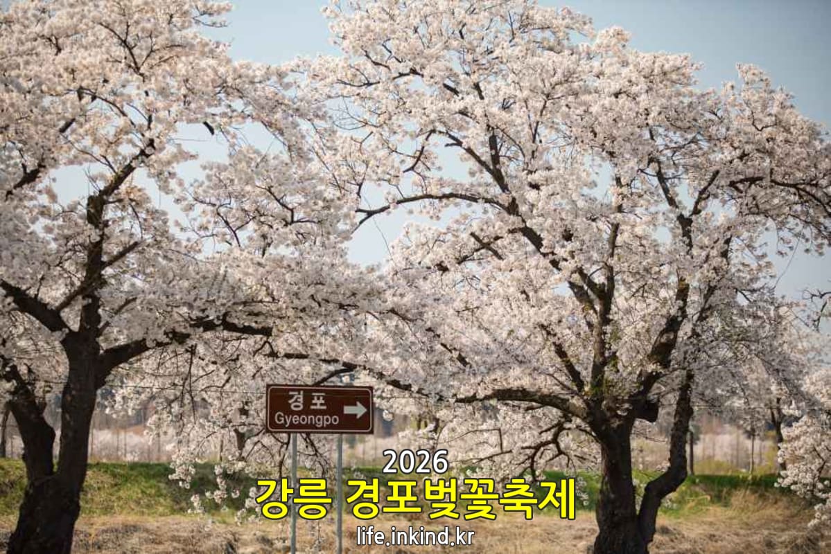 경포벚꽃축제 전경