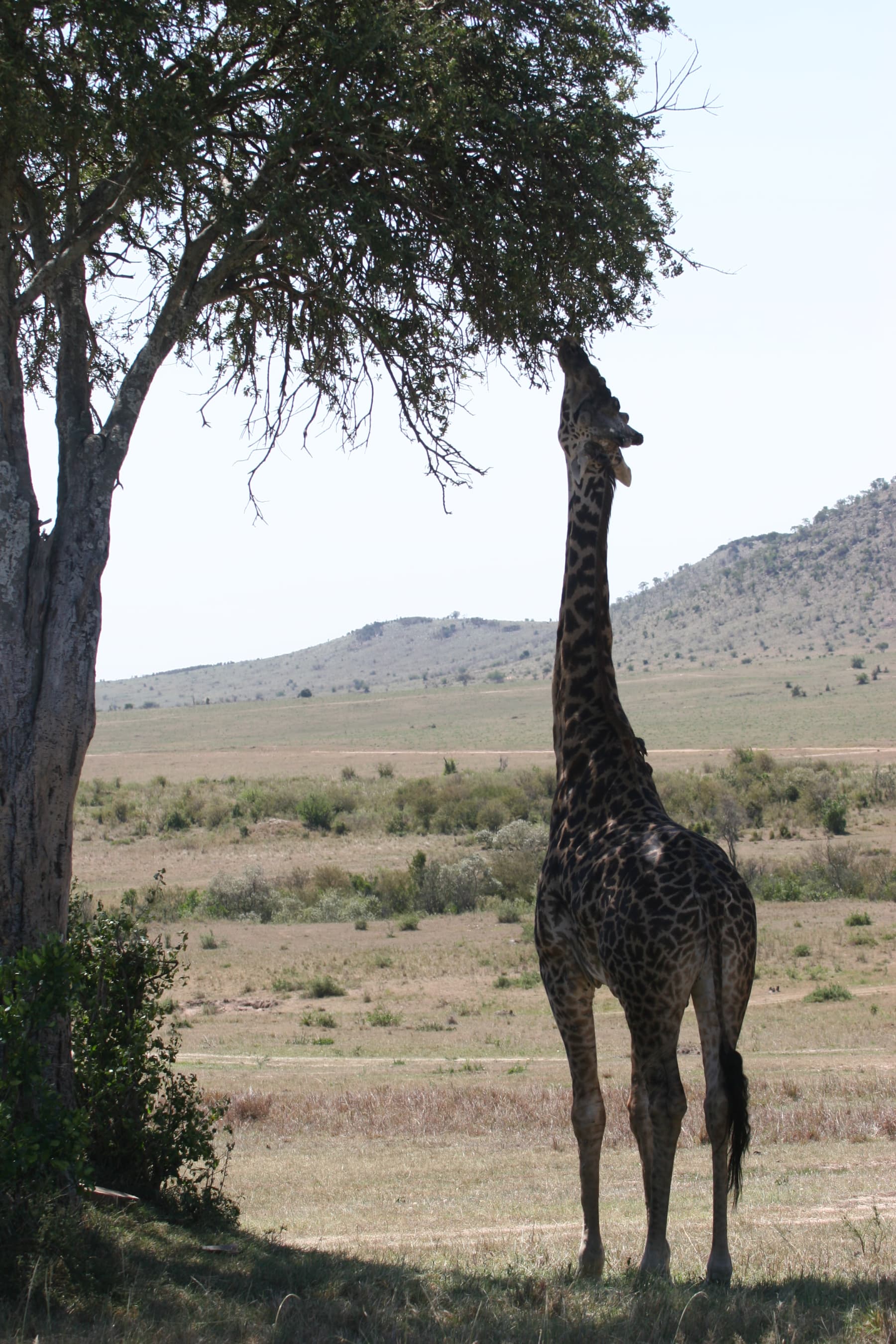 Girafe Archives - Bouchard Equipement de Restaurant