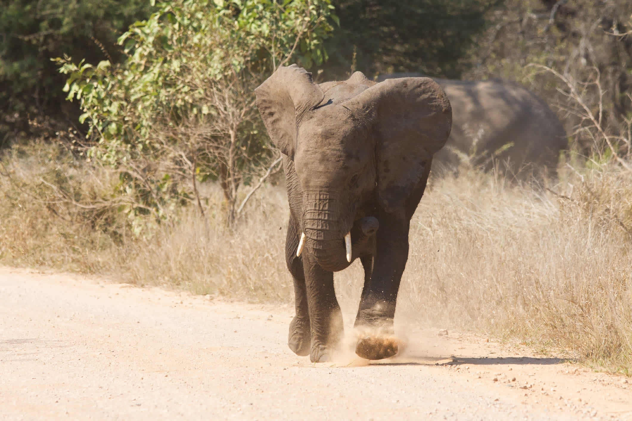 An elephant can run. Агрессивный слон. Слон бегает по квартире.