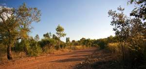 Rainforest-road-northern-te