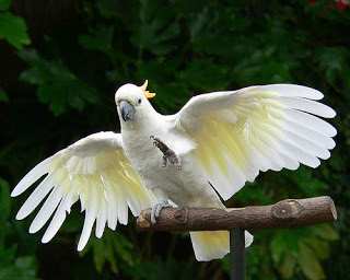 Sulfur_Crested_Cockatoo