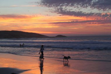 dogs_on_beach2_380_253_80_s