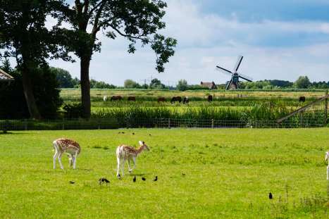 Image-2---Deer-grazing-in-front-of-iconic-Dutch-windmill