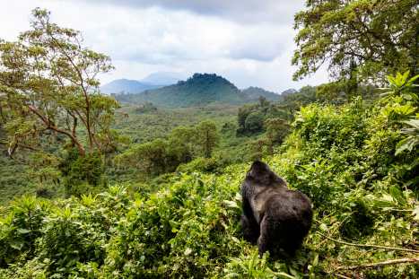 The Jewel(s) Of Africa iStock-1257695164