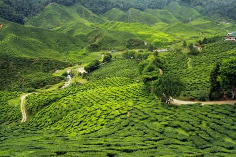 Kerela-tea-plantation