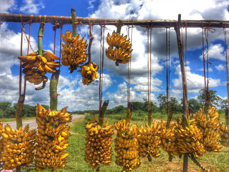 Ging Bananas