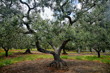 Olive-tree-for-his-olive-oscars-section