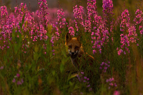 ArcticFox_Fireweed