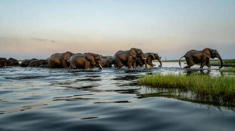 Elephant herd at sunset crossing the Chobe River