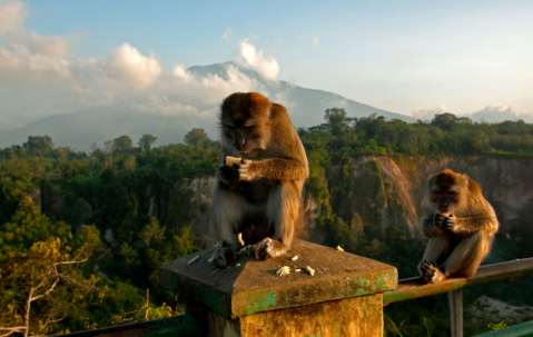 monkeys,-Sumatra