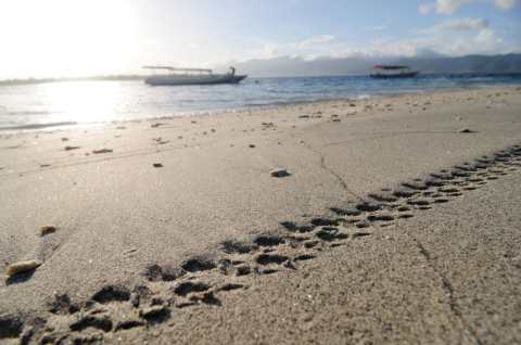 Bike-tire-marks-on-beach