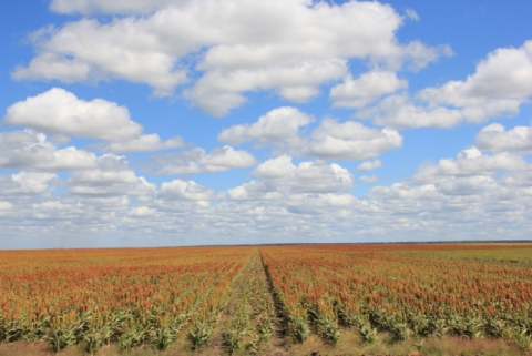 Botswana field