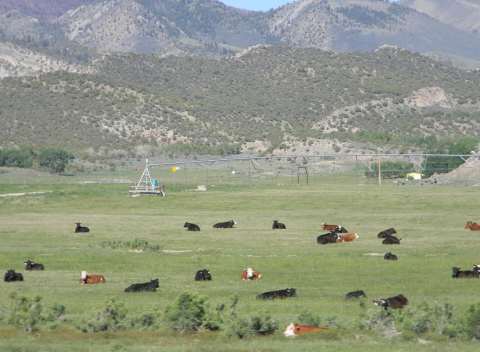 Home on the Range