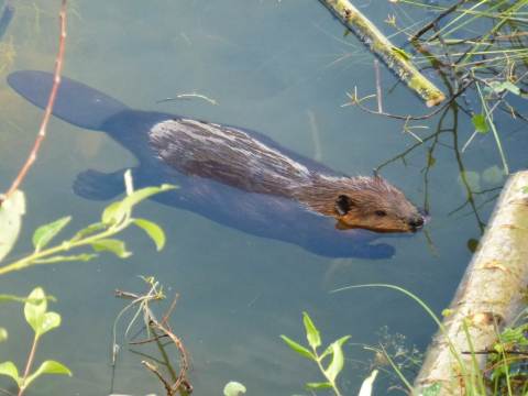 beaver