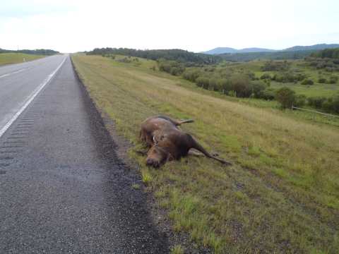 roadkill